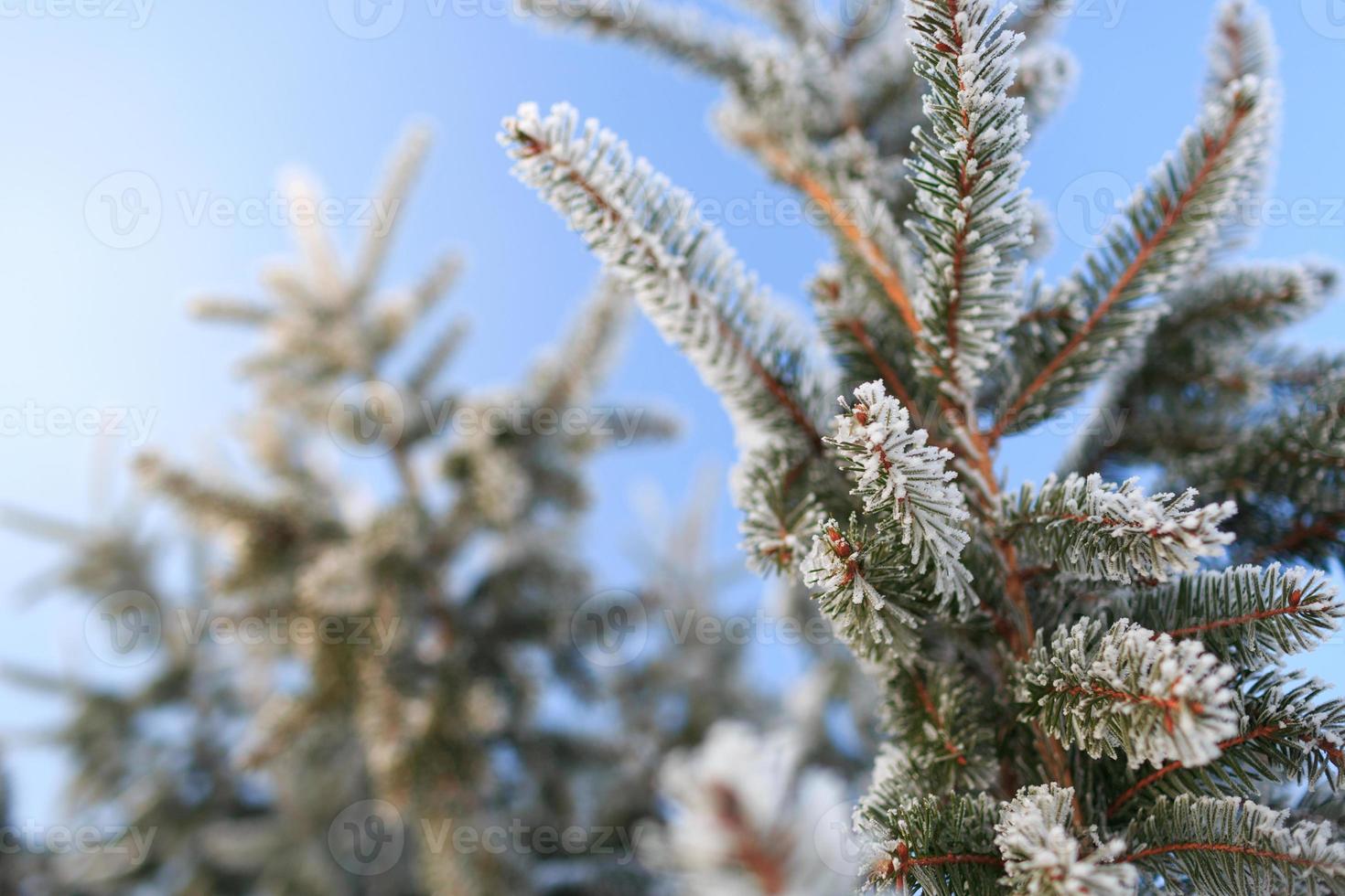 vinterbakgrund med frostiga granfilialer foto