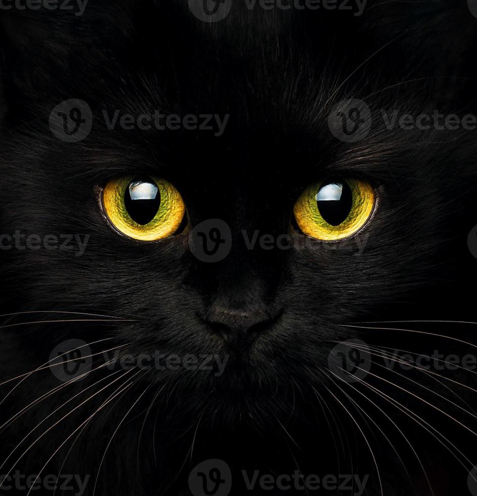 söt munkorg av en svart katt stänga upp foto