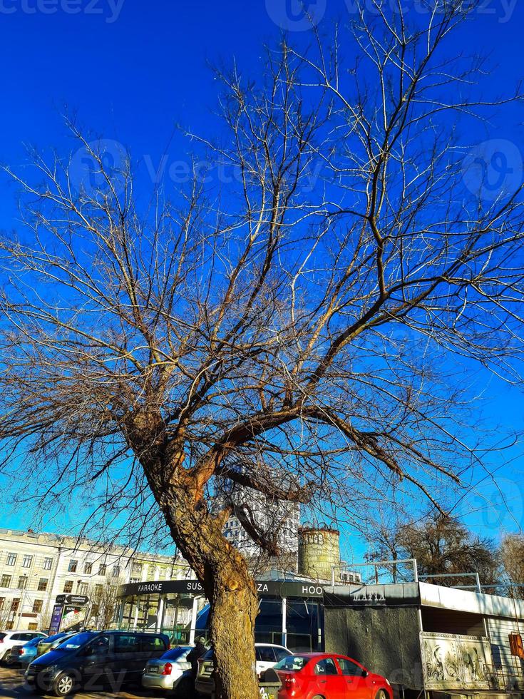 järn träd i tidigt vår mot de blå himmel. ett gammal celtis l träd med en stor krona och en stor trunk. foto