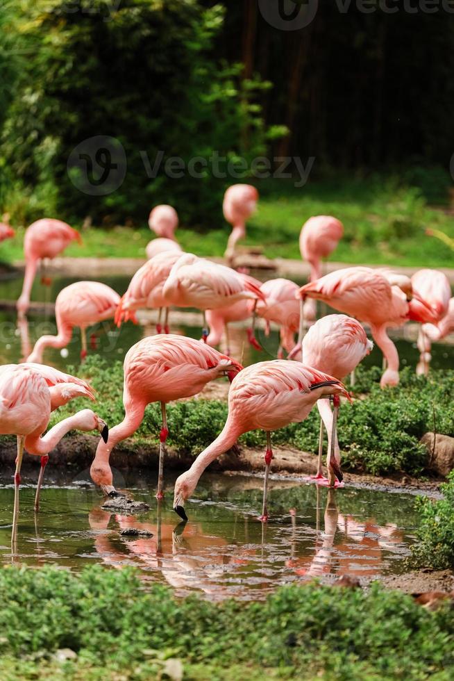 en grupp rosa flamingos som jagar i dammen, en oas av grönt i stadsmiljö. flamingos i djurparken foto