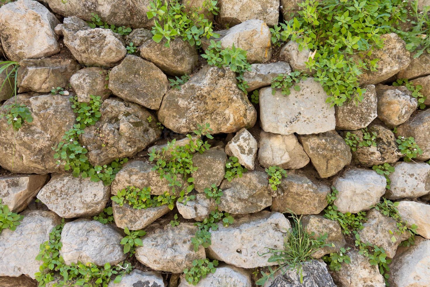 textur av gammal sten vägg och grön växter foto