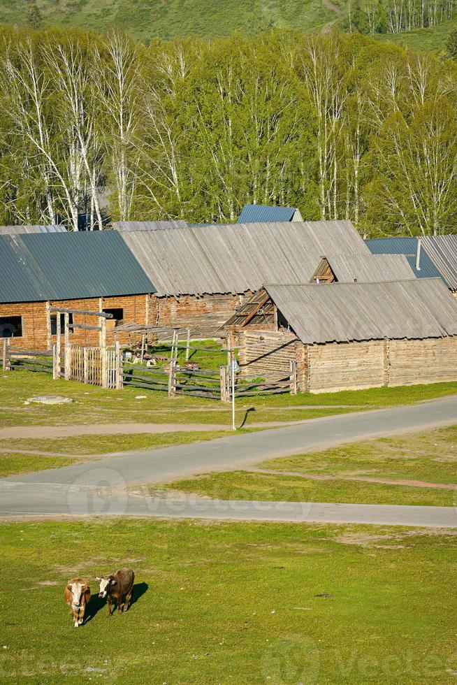 hemu by i xinjiang är tycka om en sagoland, de traditionell och enkel trä- hus är fredlig och isolerat från de värld foto