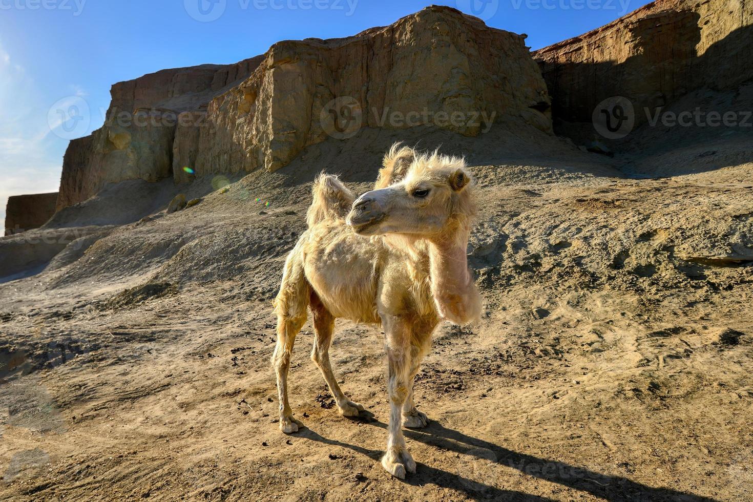 en söt kamel i de spöke stad i xinjiang, Kina. foto