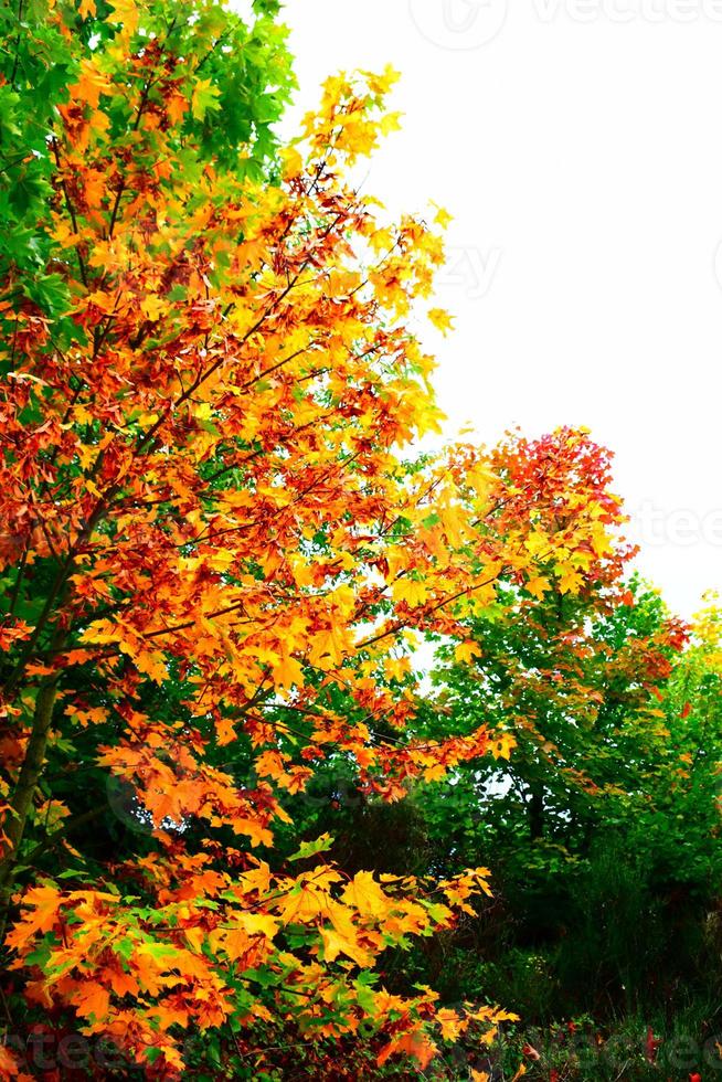 orange höst träd foto