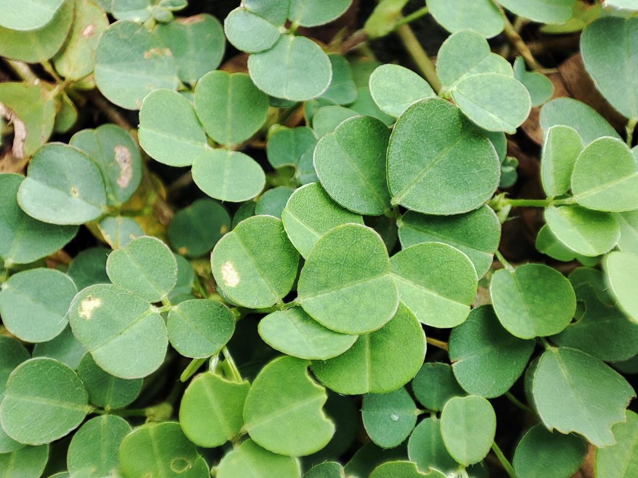 växt med de latin namn desmodium adscendens foto