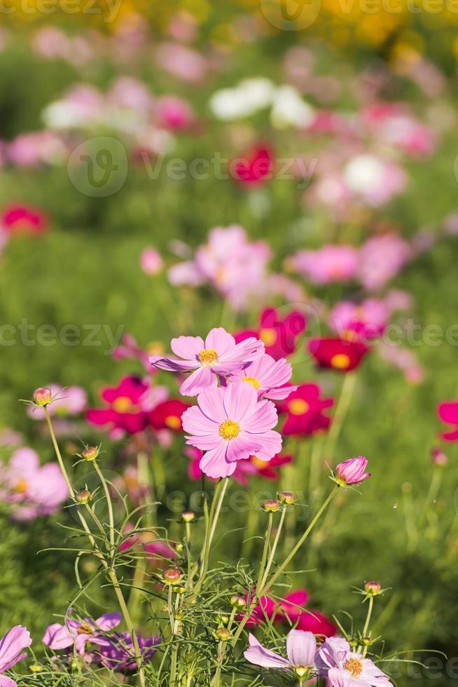 kosmos blomma i fält foto