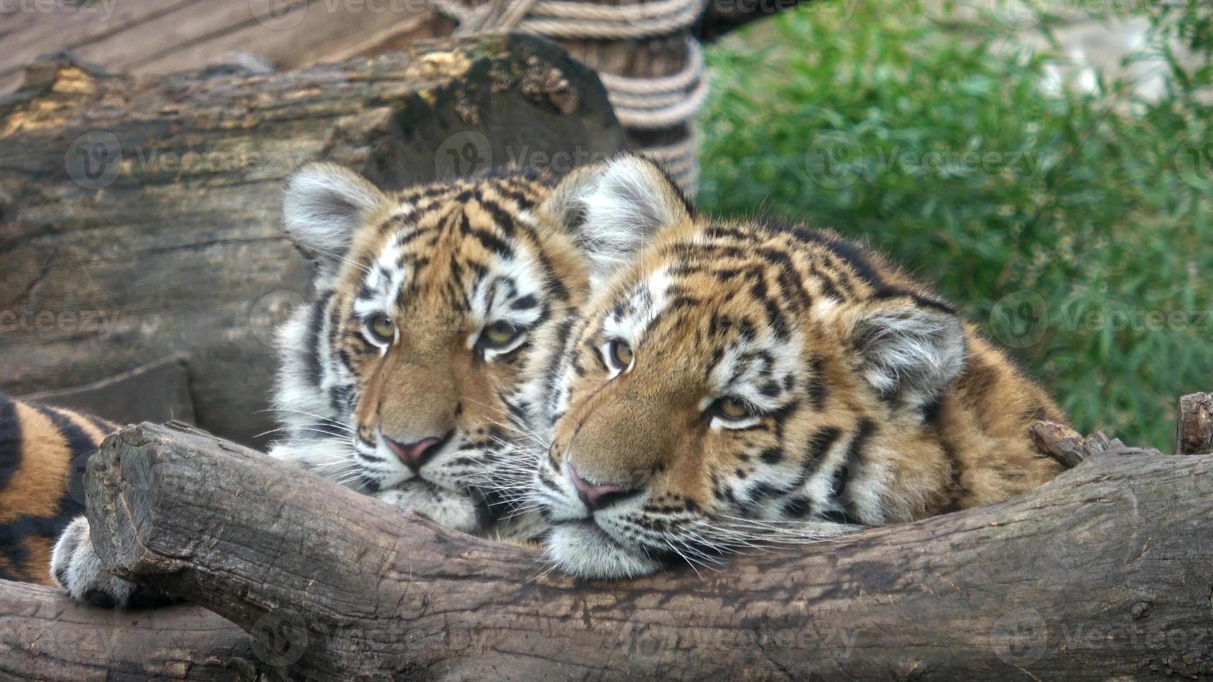 sibirisk tiger, panthera tigris altaica.två tiger ungar foto