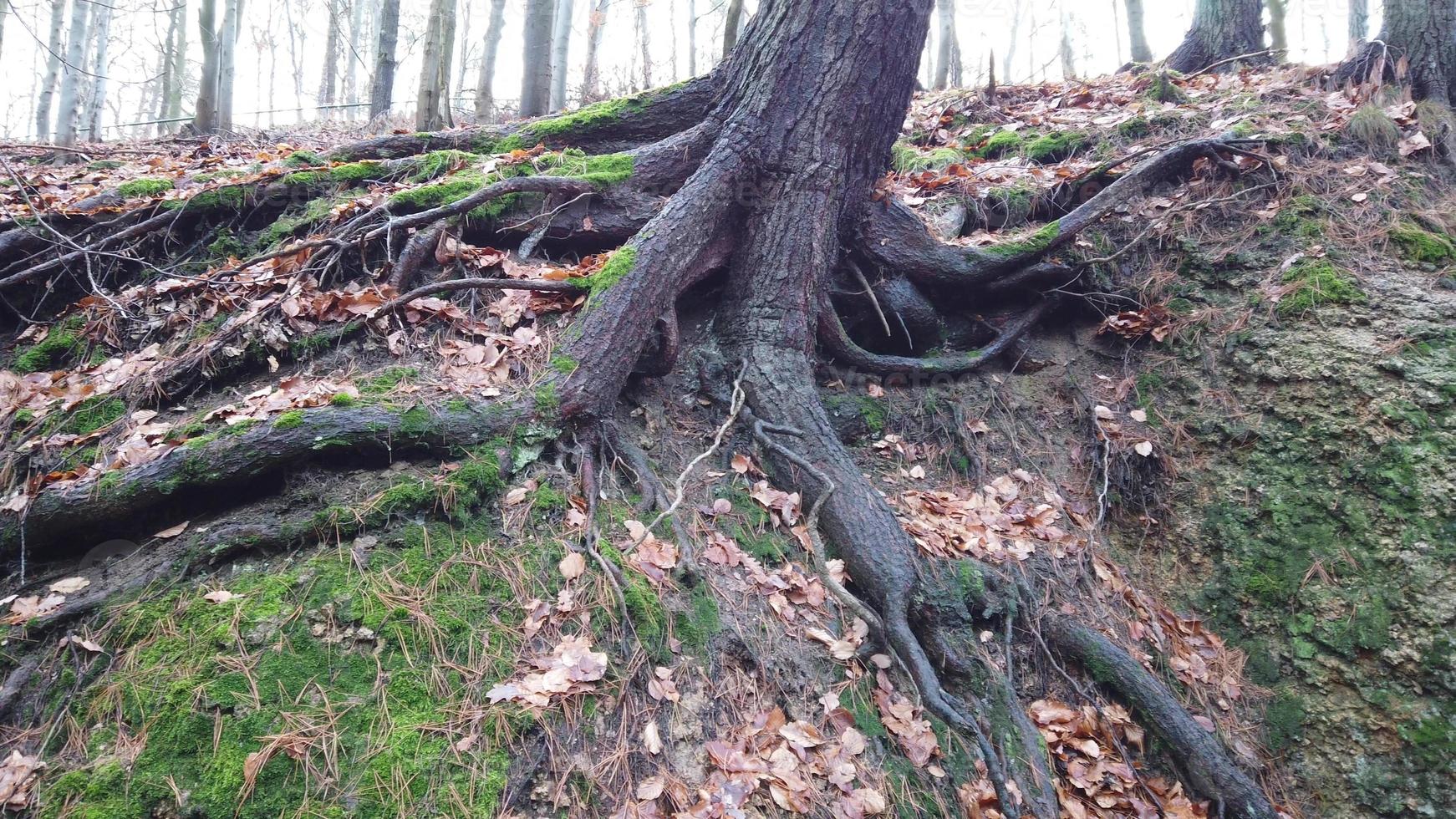 träd rötter med jord täckt med mossa i skog foto