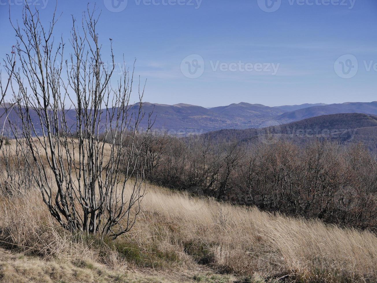 landskap av kala träd i ett fält med bieszczady-berg i bakgrunden i Polen foto