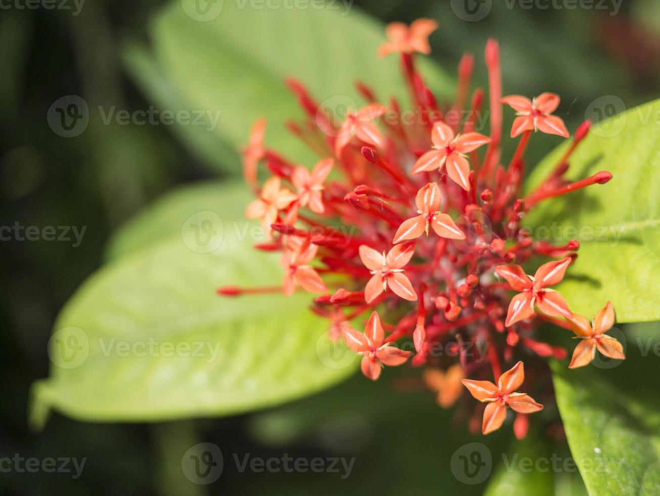 närbild av en röd och orange blomma foto