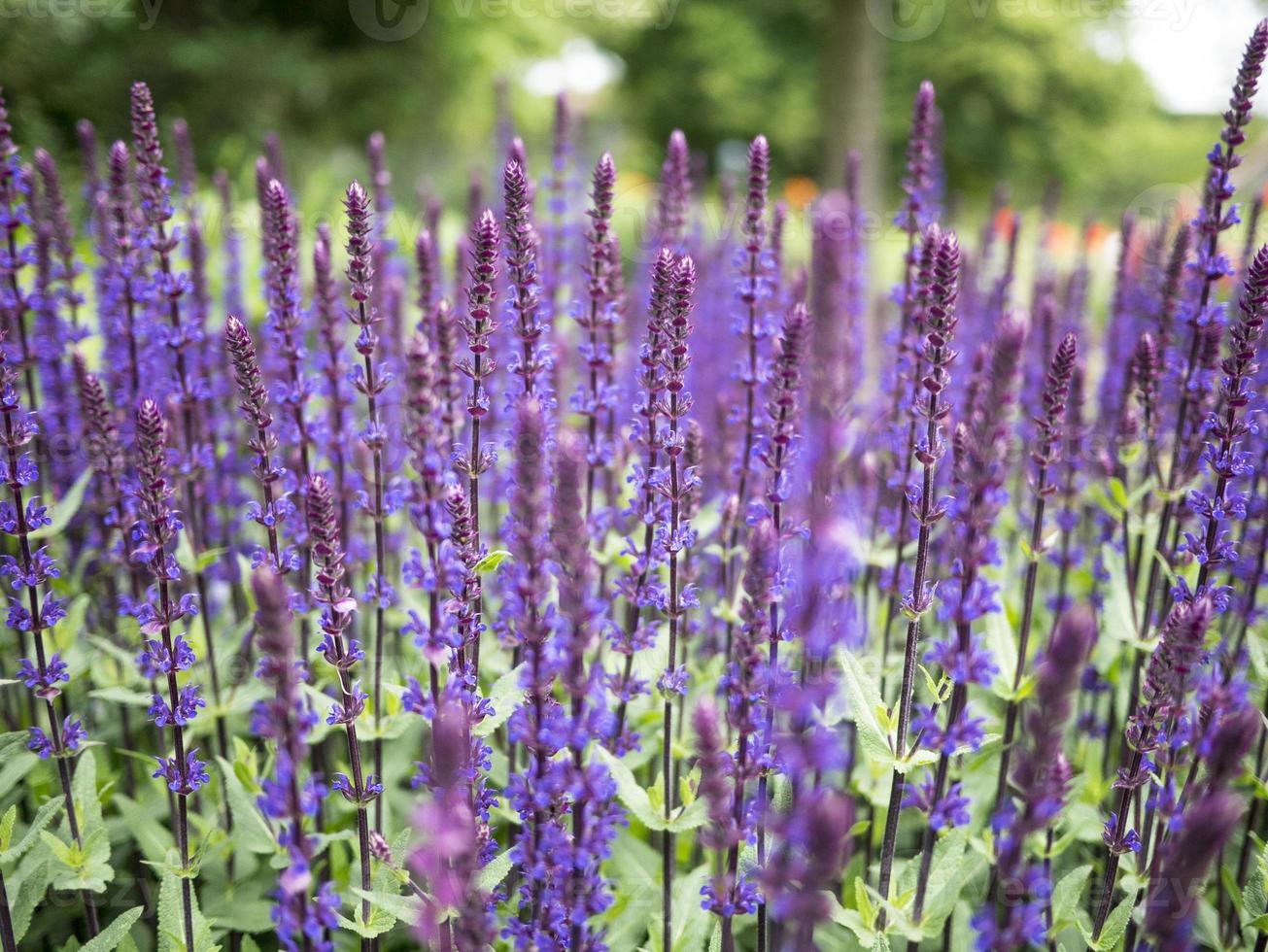 grupp av vilda lavendelblommor och växter foto