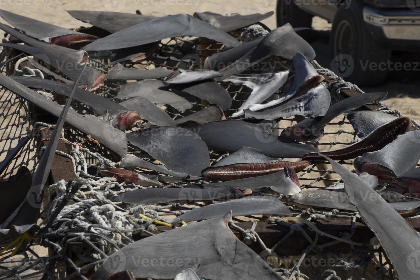 haj fenor torkades under de varm Sol på fiskare by foto