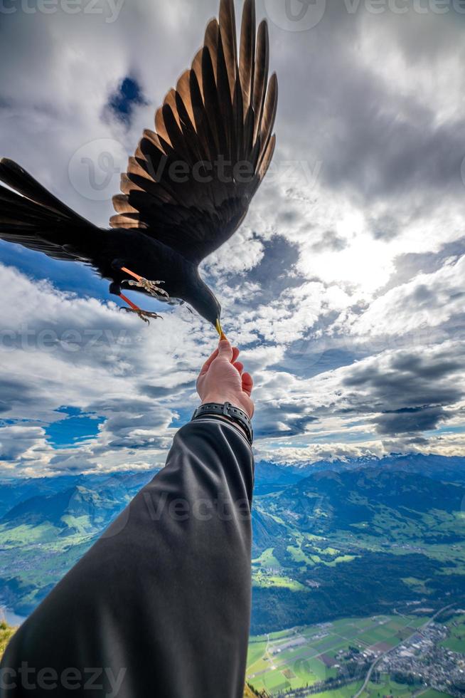 ett alpina kaja svart fågel den där äter från de hand foto
