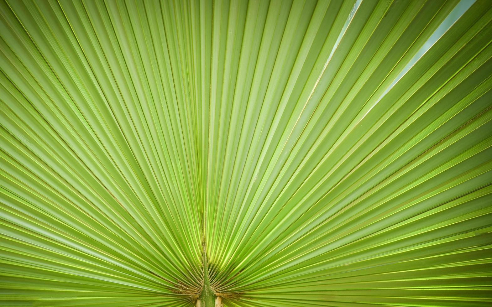 naturlig grön mönster - stor grön handflatan träd blad textur på naturlig och solljus bakgrund foto