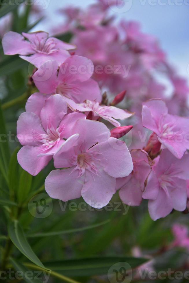 mycket skön blomma foto