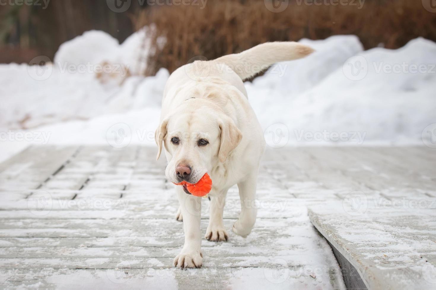 labrador roligt och spel utomhus under solig vinter- dag foto