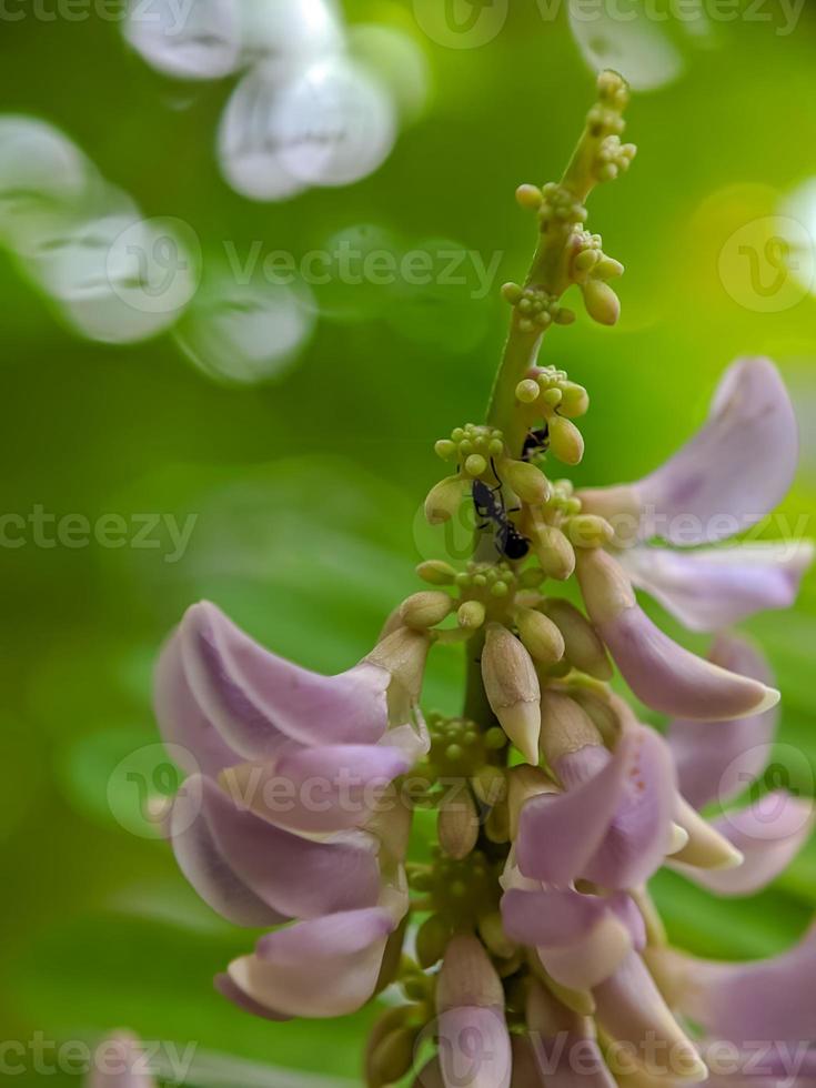 makro fotografi natur bakgrund foto