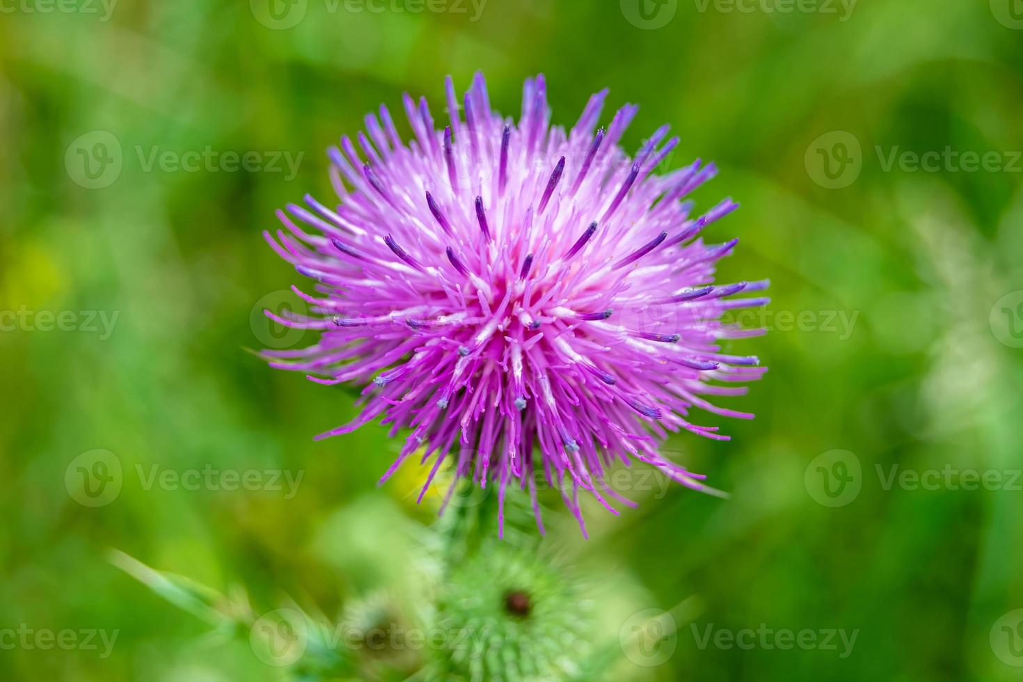 skön växande blomma rot kardborre tistel på bakgrund äng foto