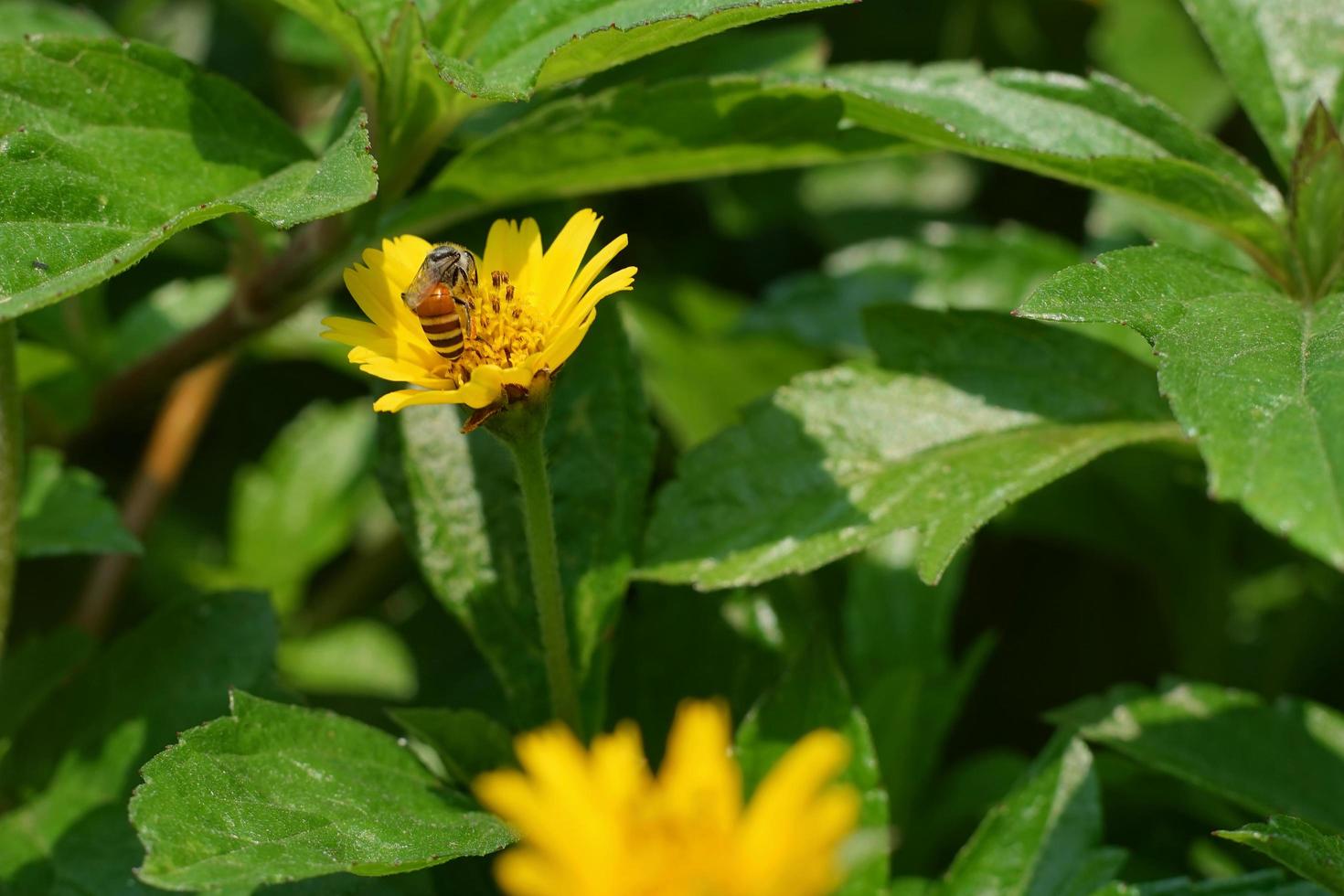 selektiv fokus av gul singapore dagligen blomma med insekt samlar pollen. stänga upp av bi och wedelia blomma. honung bi skörda pollen korn. makro natur bakgrund. ämne vänster sammansättning foto