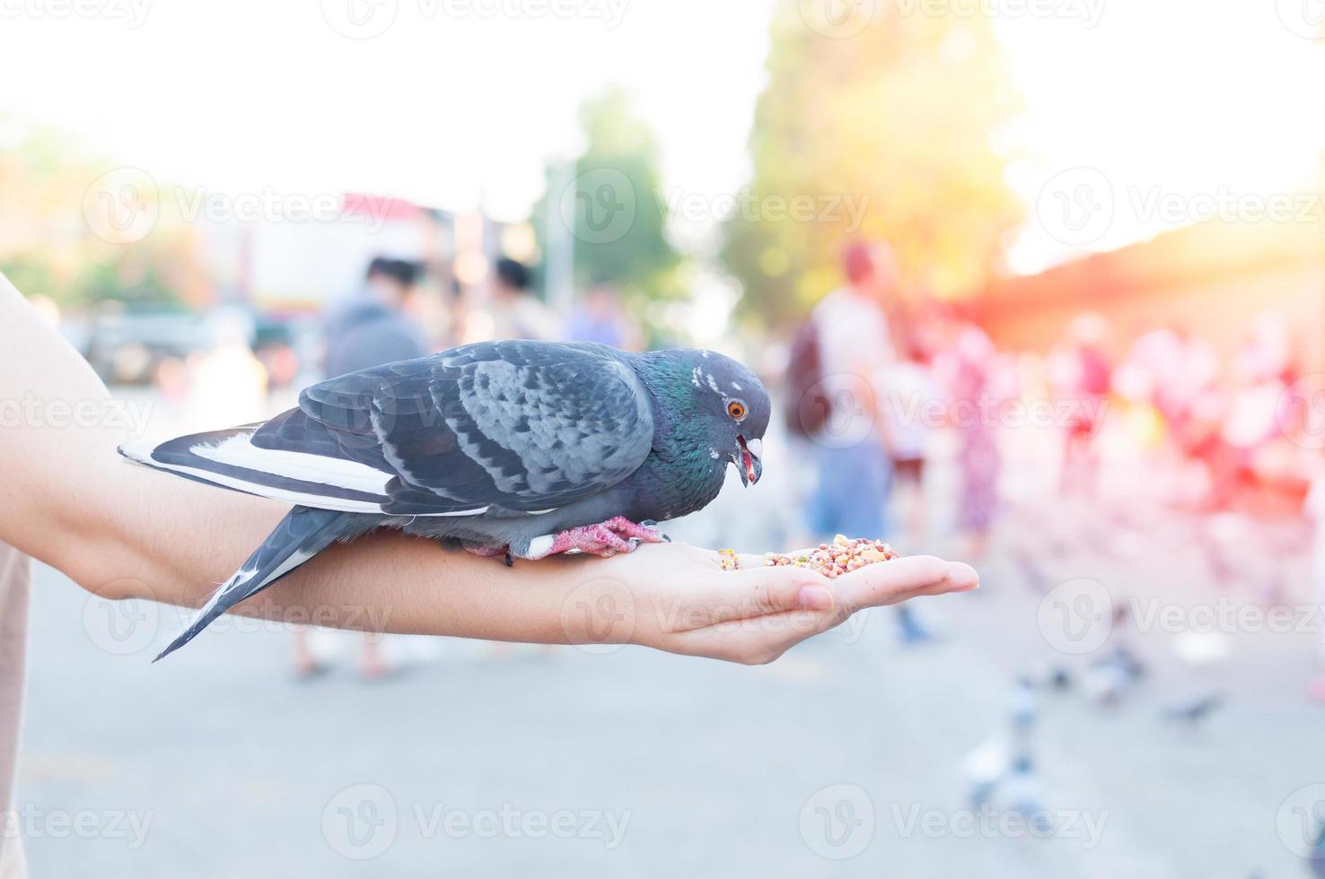 duva äter från kvinna hand på de parkera, mata duvor i de parkera på de dag tid foto