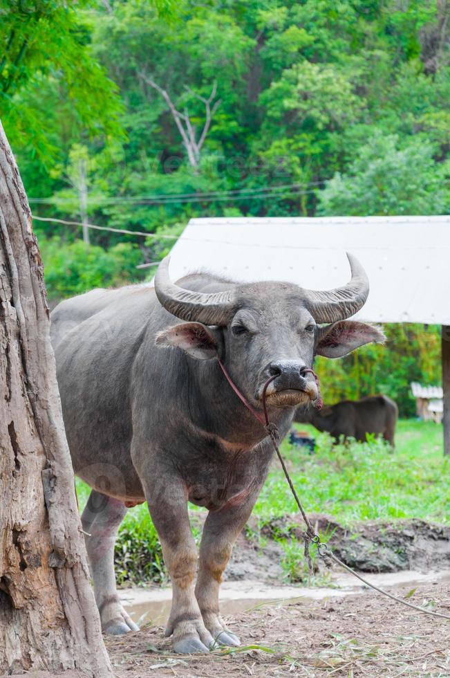 buffel i landsbygden i nordlig thailand foto