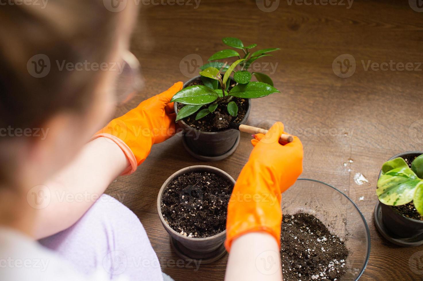 söt flicka i sudd handskar växter en inlagd inomhus- blomma foto