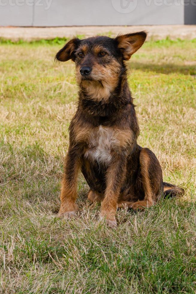 gammal hund Framställ och vilar på de gräs närbild foto