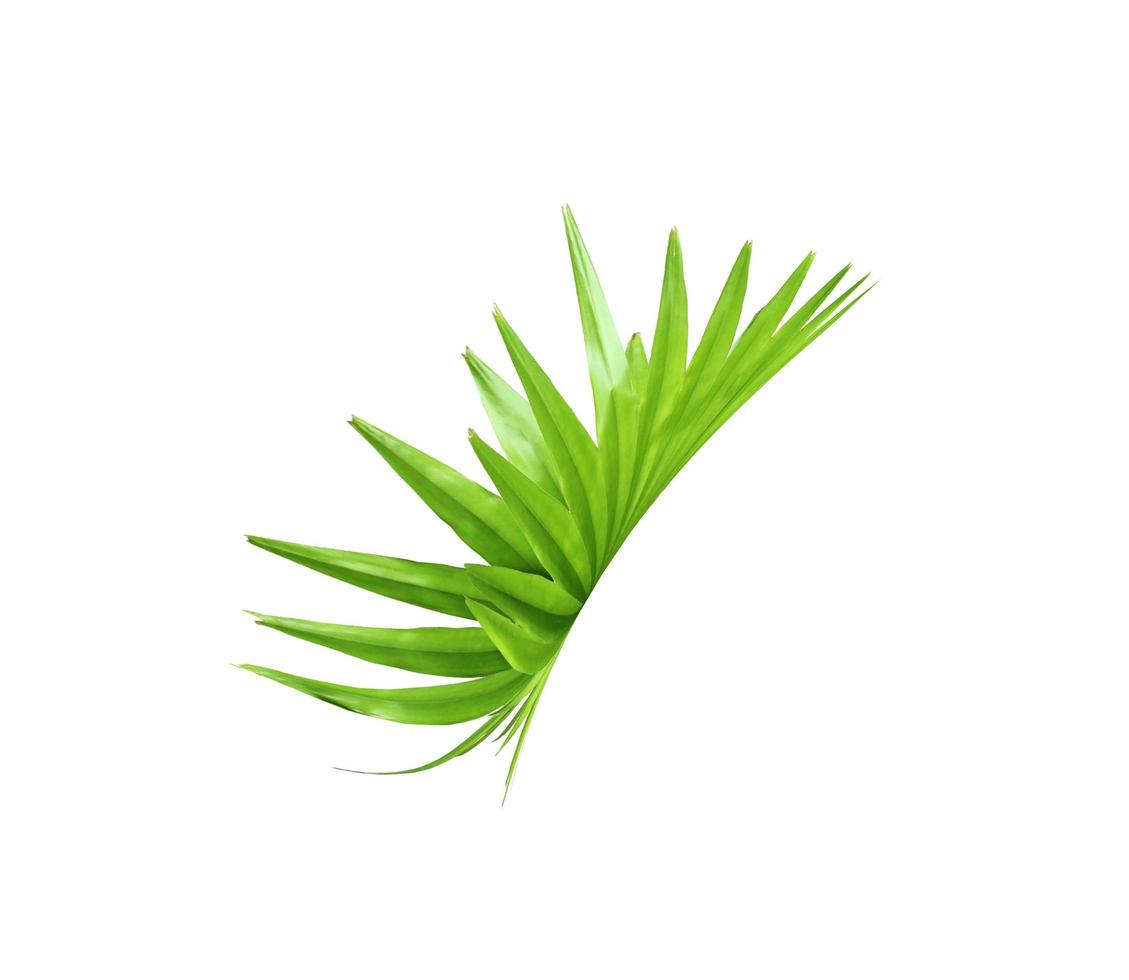 grönt blad av en palm isolerad på en vit bakgrund foto