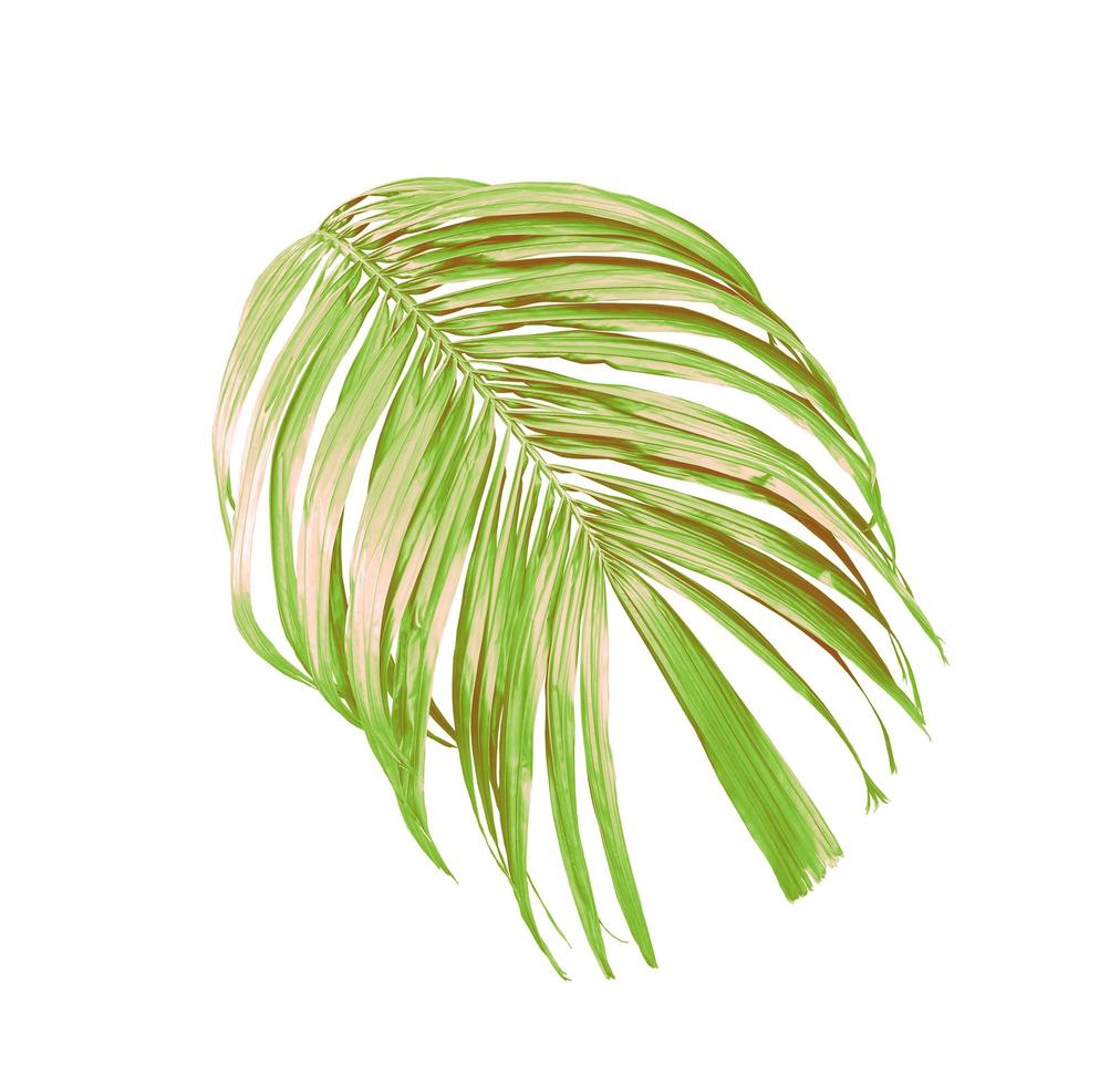 gröna blad av en palmträd isolerad på en vit bakgrund foto