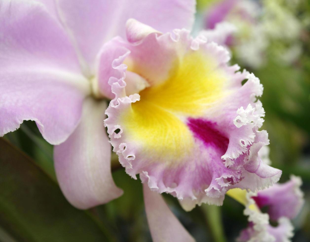 närbild av orkidéblommor foto