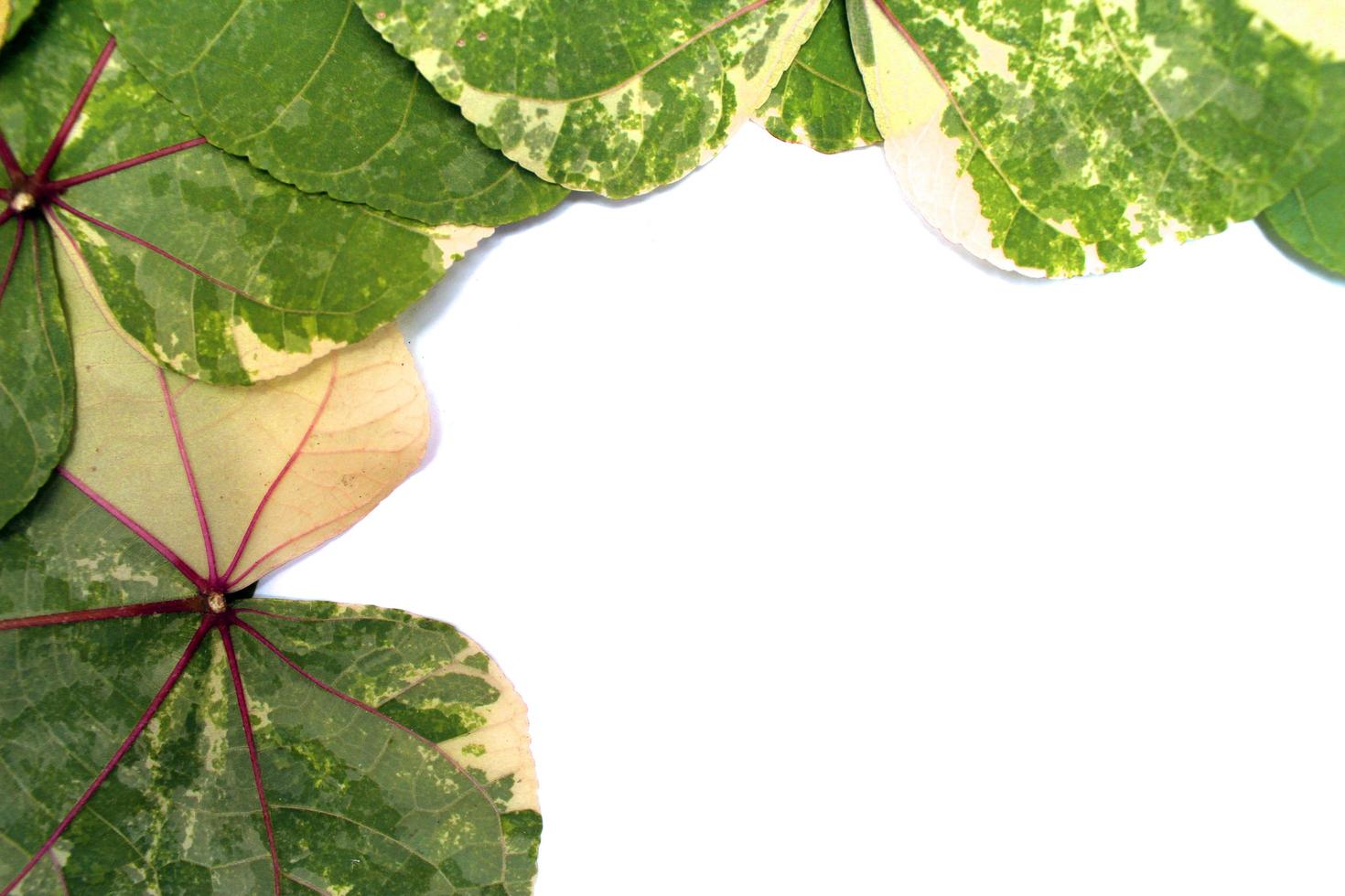 gröna blad mönster på en vit bakgrund foto