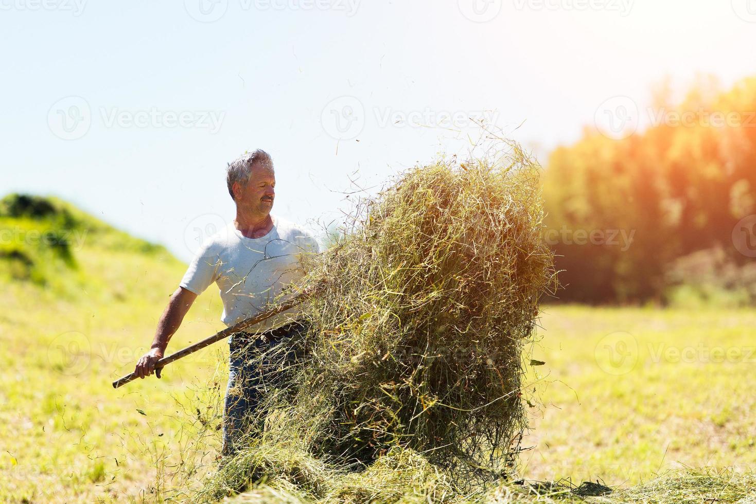 manbonden vänder höet med en högaffel foto