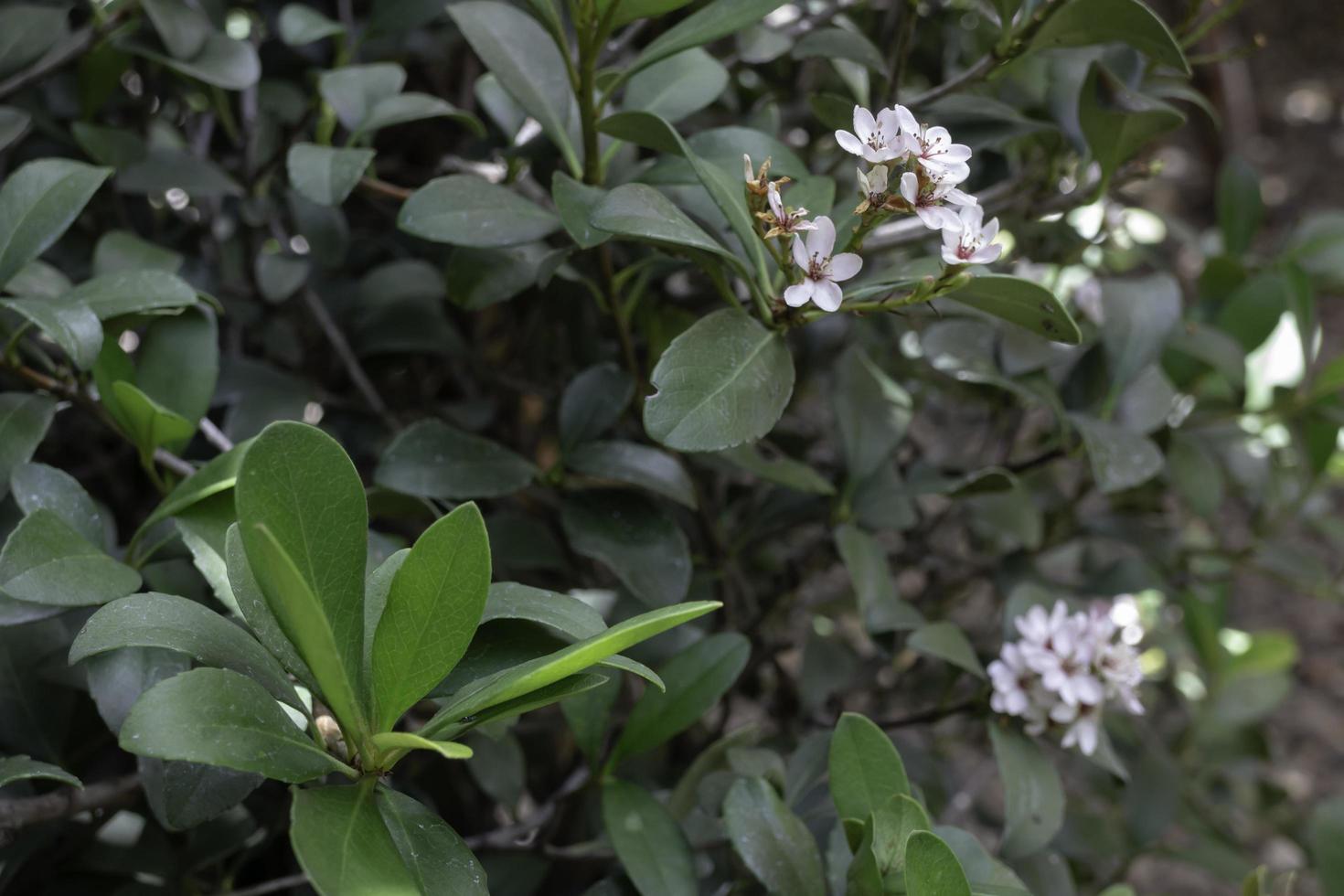 vackra gröna blad och jasminblommor foto