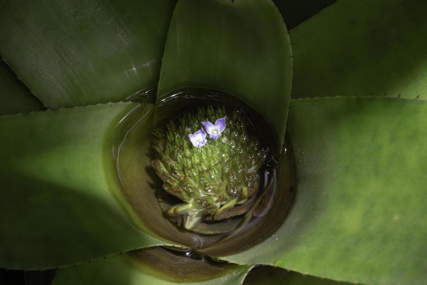 närbild av aloe blad foto