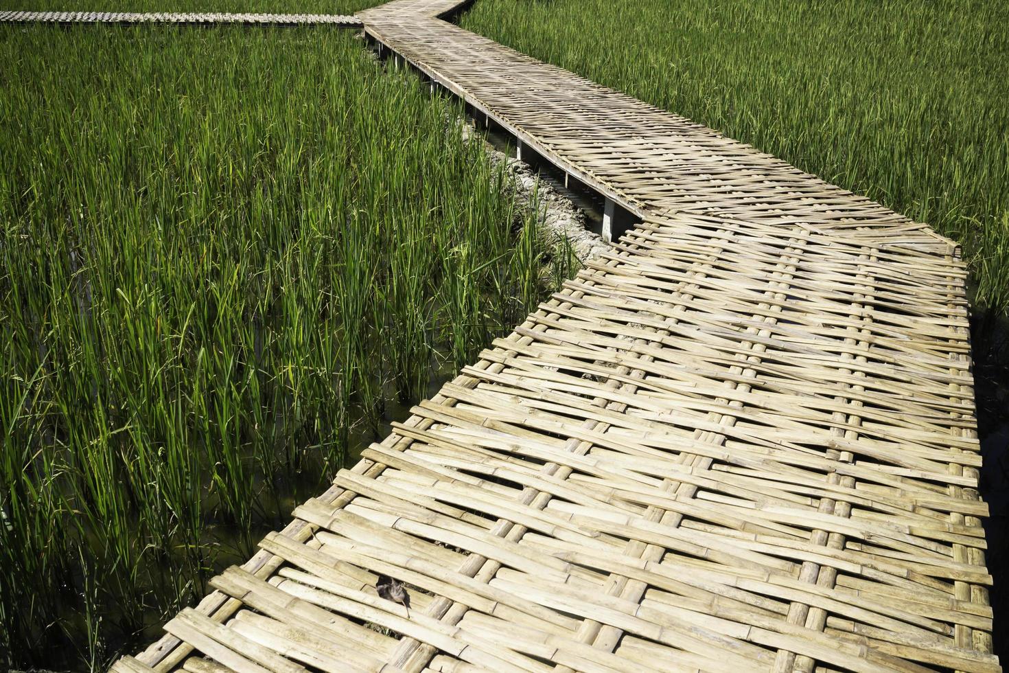 gångväg i ett risfält foto