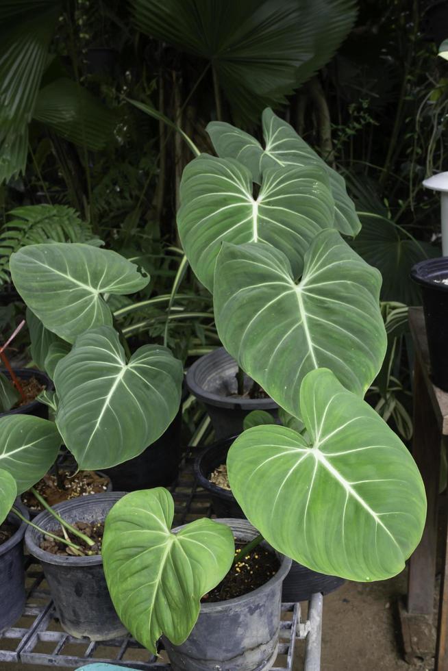 grön monstera växt foto