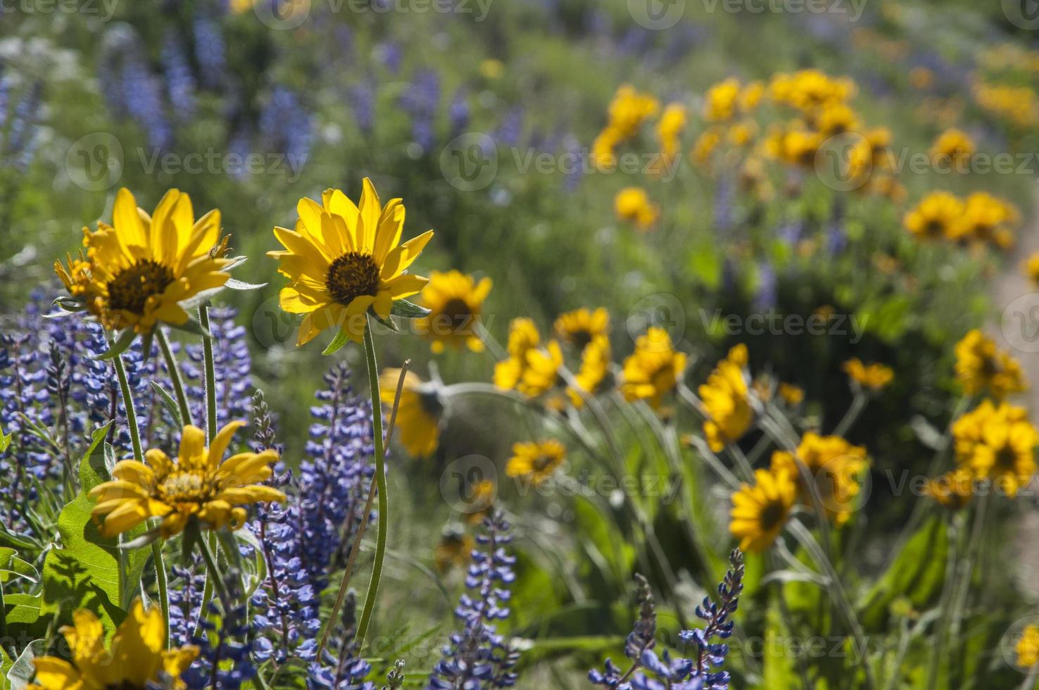 gul balsamrot eller balsamorhiza med lila lupiner i de bakgrund foto