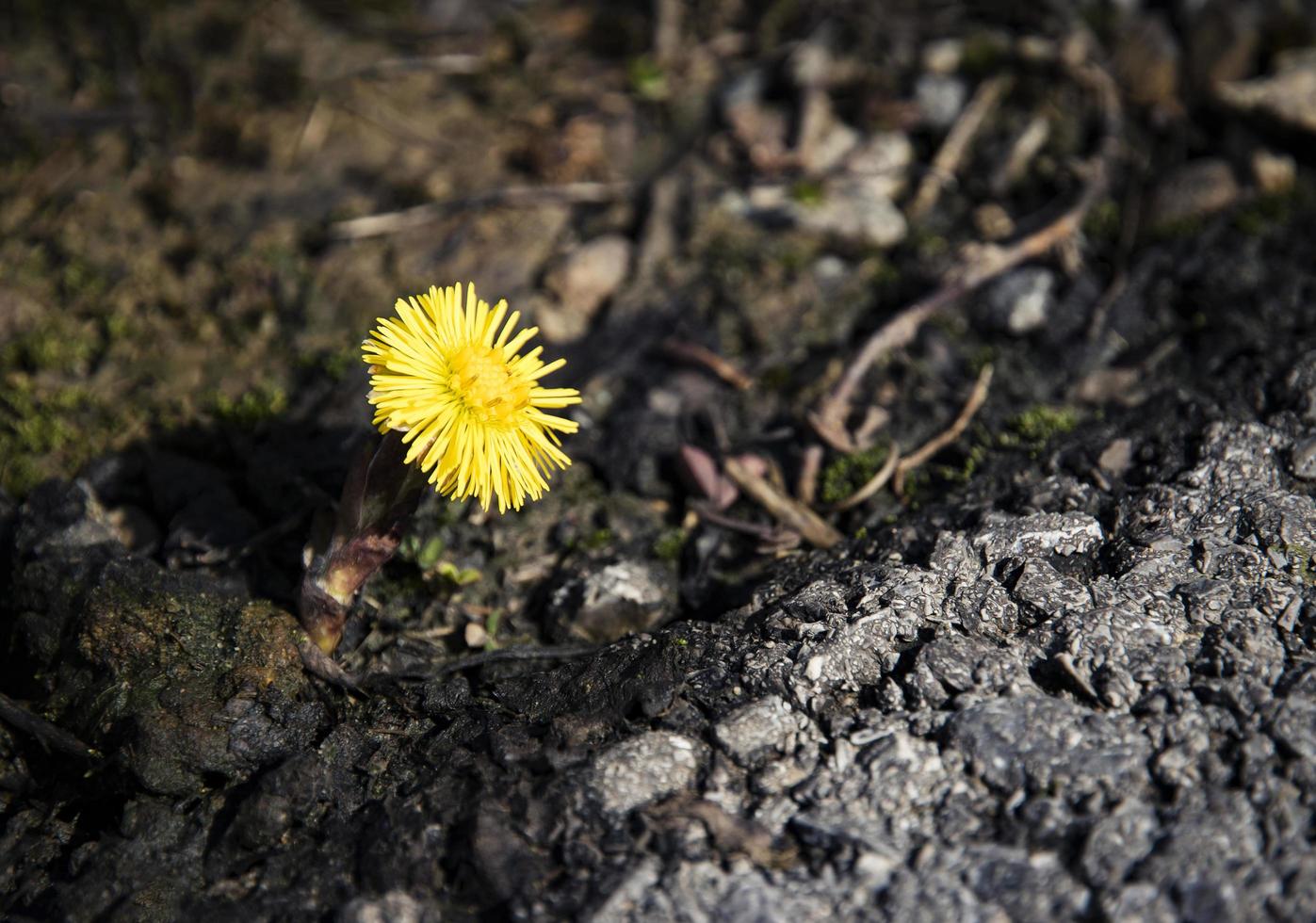 gul blomma i smutsen foto