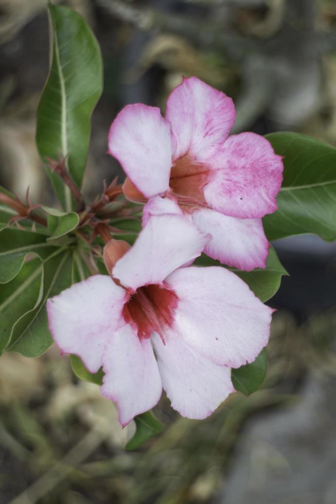 rosa och vita blommor foto