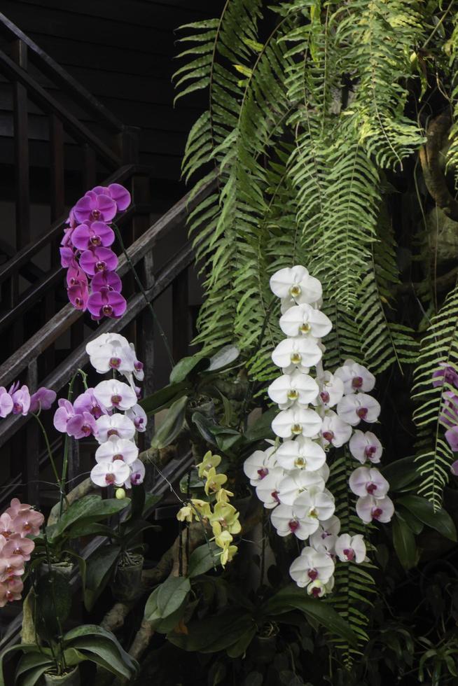 orkidéer i trädgården foto