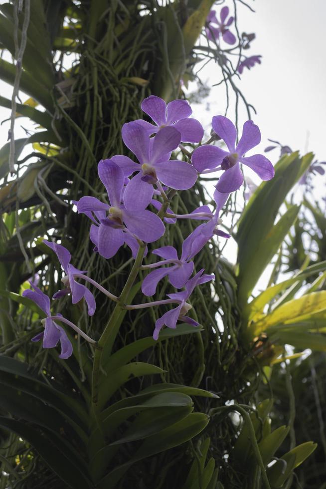 färgglada orkidéer i en trädgård foto