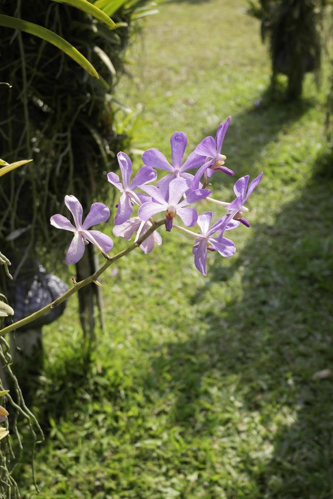 färgglada lila blomma foto