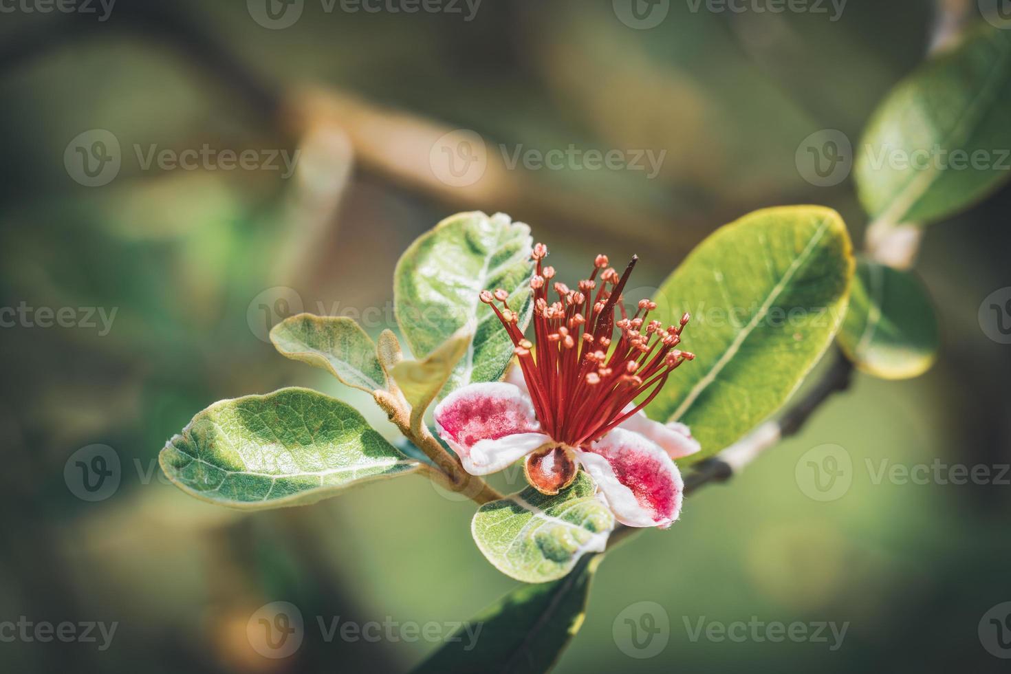 exotisk röd blomma av ananas guavaträd foto