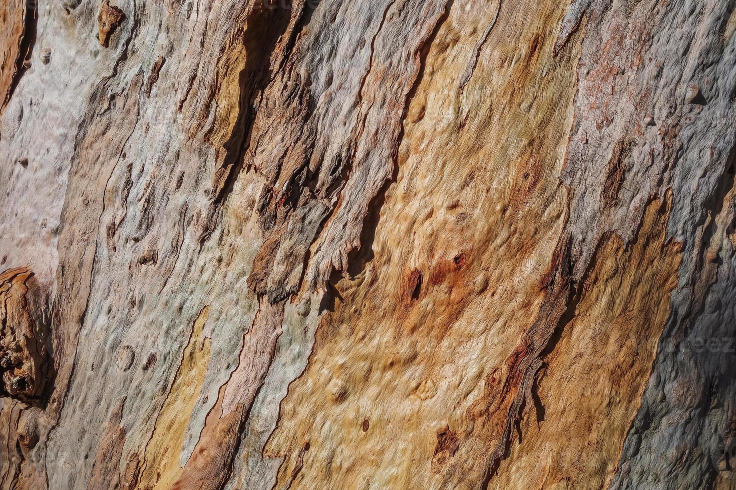 textur av bark av ett gammalt eukalyptusträd foto