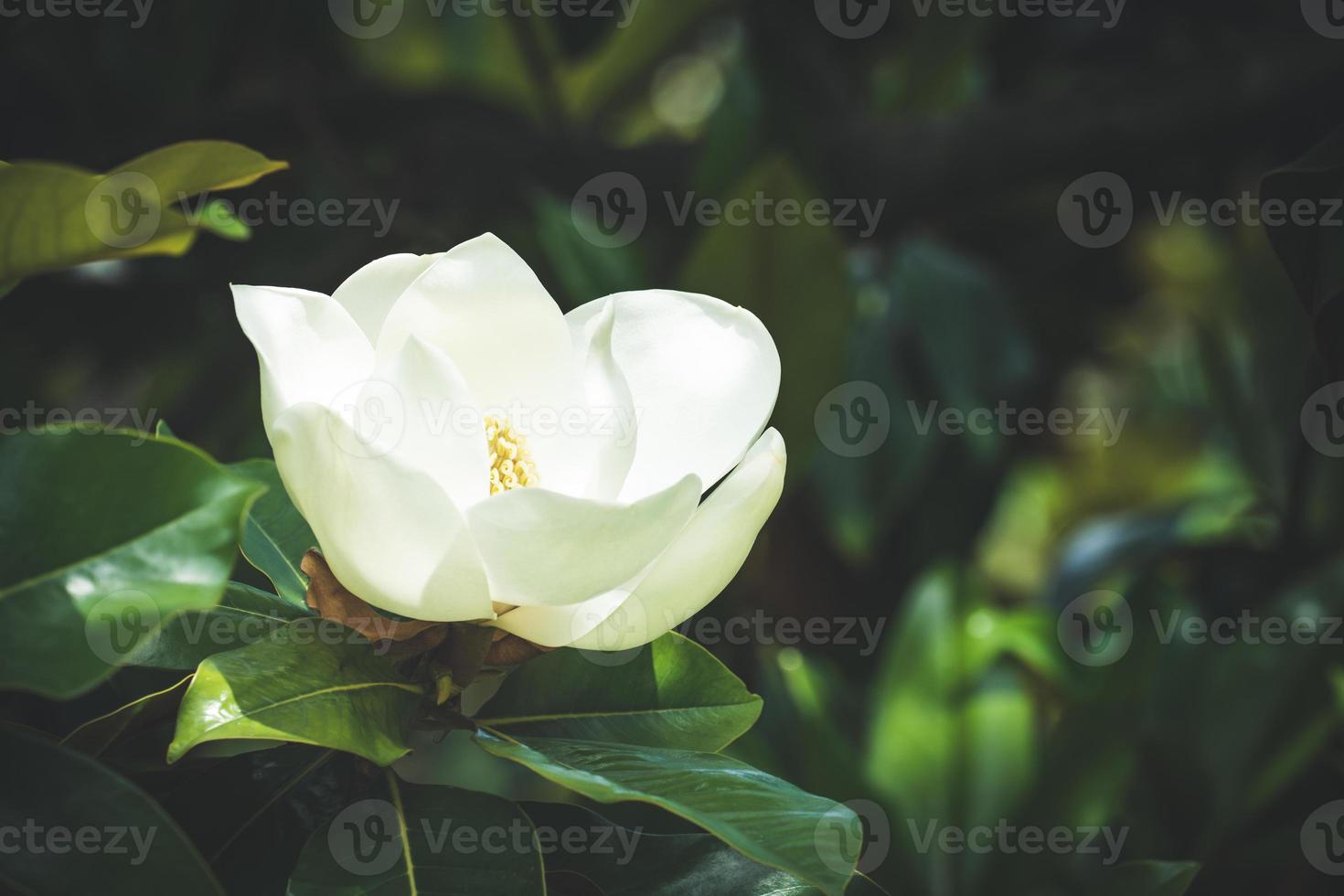 vit magnoliablomma bland det gröna bladverket foto