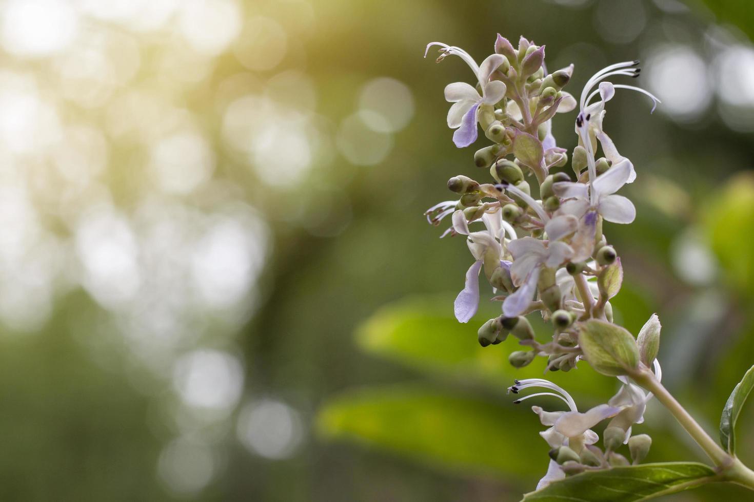 clerodendrum serratum är ört av thailand förbi blad ha egenskaper behandla av hemorrojder och eksem. foto