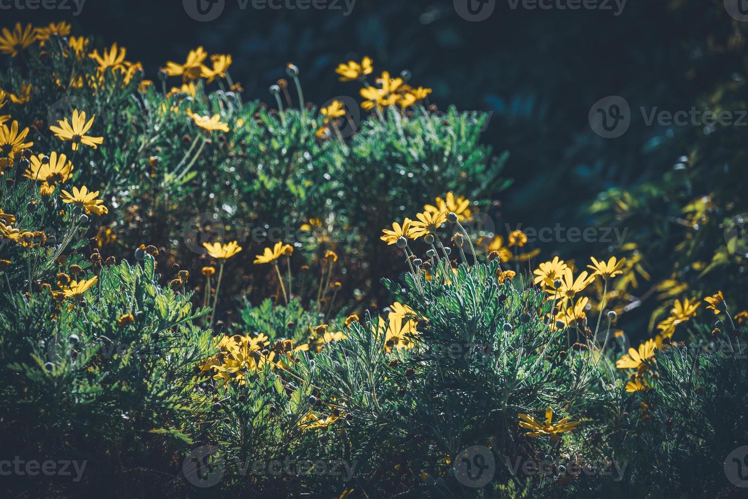blommor och knoppar av gula prästkragar foto