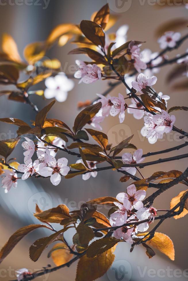 blommor av plommonträd tidigt på våren foto