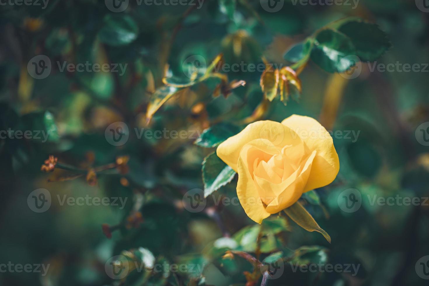 gul blomma av en mini rosbuske foto
