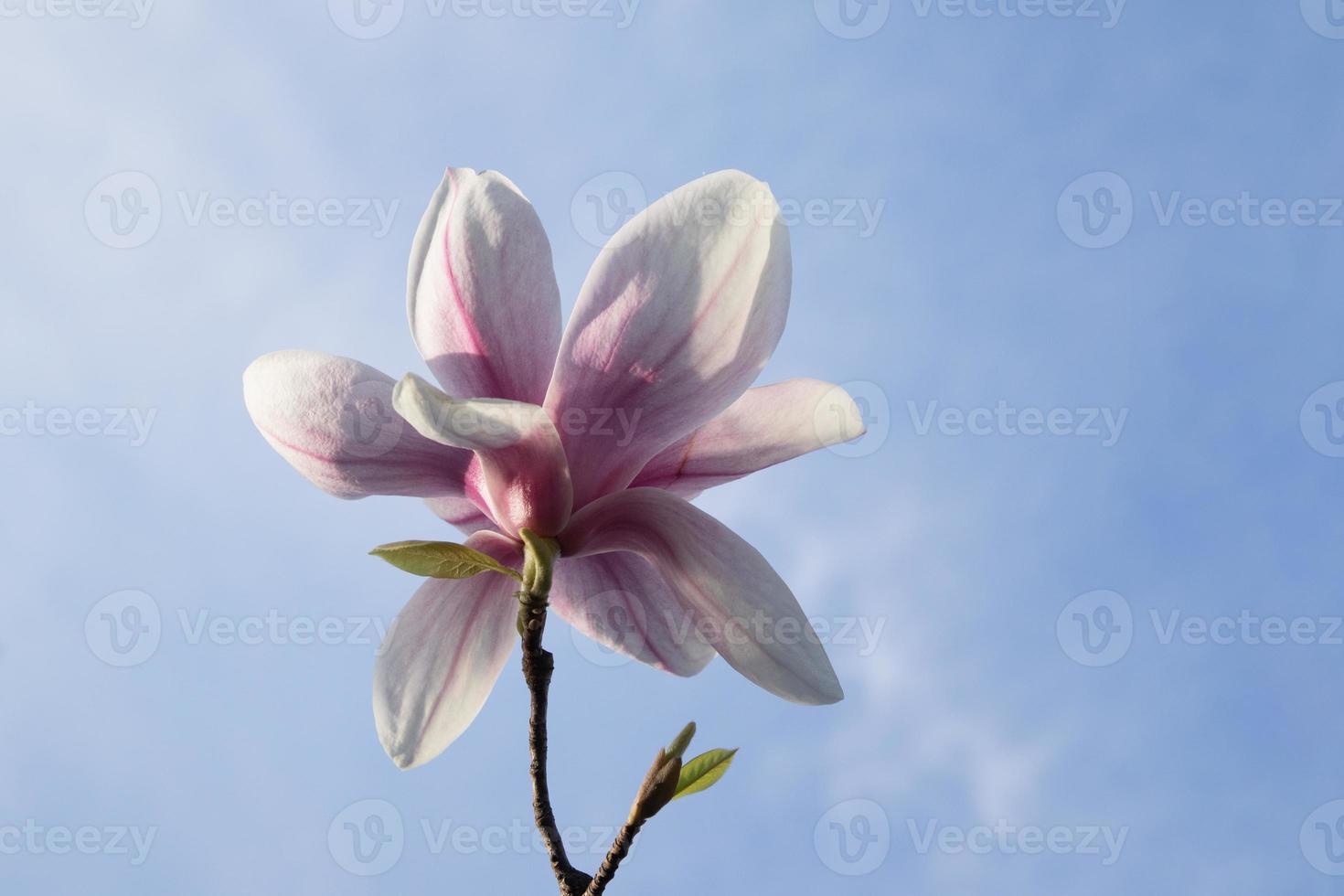 magnolia blomma på en bakgrund av blå himmel med solig vår ljus foto